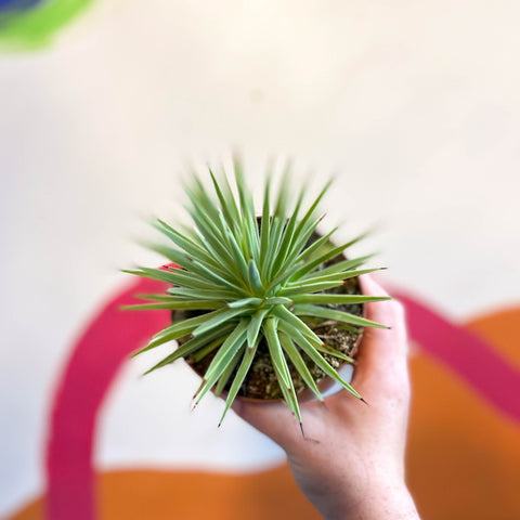 Agave stricta 'Nana' - Sprouts of Bristol