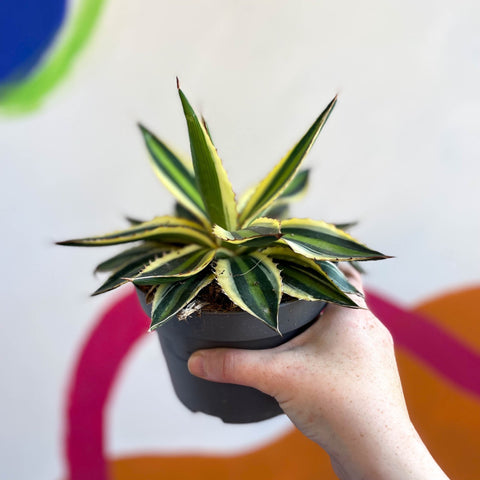 Agave univittata 'Quadricolour' - Sprouts of Bristol