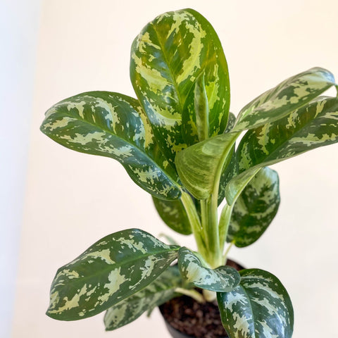 aglaonema amazon Aglaonema 'Amazon Silver'