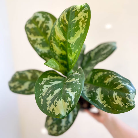 aglaonema amazon Aglaonema 'Amazon Silver'