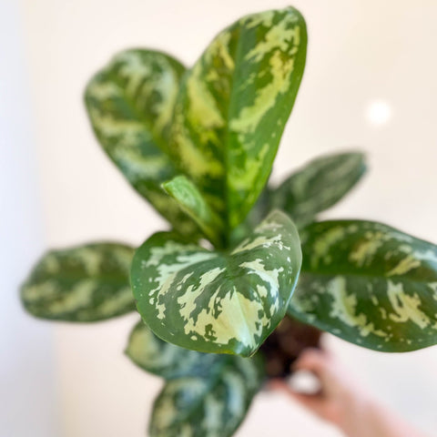 Aglaonema 'Amazon Silver' - Chinese Evergreen - Sprouts of Bristol