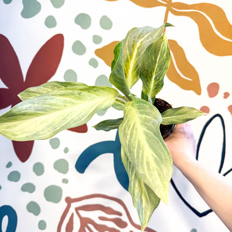 Aglaonema 'Aqua Green' - Chinese Evergreen - Sprouts of Bristol