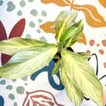 Aglaonema 'Aqua Green' - Chinese Evergreen - Sprouts of Bristol