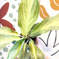 Aglaonema 'Aqua Green' - Chinese Evergreen - Sprouts of Bristol