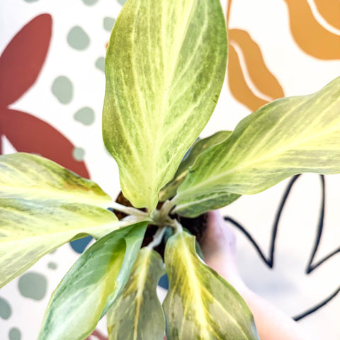 Aglaonema 'Aqua Green' - Chinese Evergreen - Sprouts of Bristol