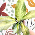 Aglaonema 'Aqua Green' - Chinese Evergreen - Sprouts of Bristol