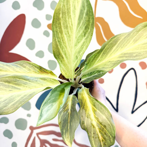 Aglaonema 'Aqua Green' - Chinese Evergreen - Sprouts of Bristol