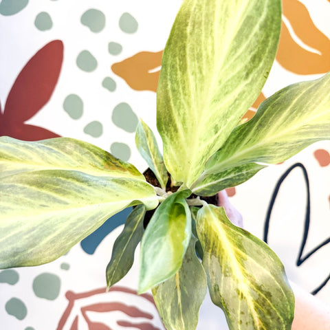 Aglaonema 'Aqua Green' - Chinese Evergreen - Sprouts of Bristol