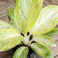 Aglaonema 'Arctic Lime' - Chinese Evergreen - Sprouts of Bristol