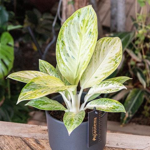 Aglaonema 'Arctic Lime' - Chinese Evergreen - Sprouts of Bristol