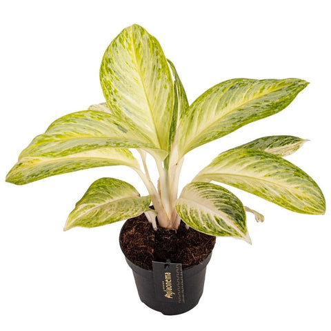 Aglaonema 'Arctic Lime' - Chinese Evergreen - Sprouts of Bristol