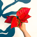 Aglaonema ‘Beautiful Red’ – Chinese Evergreen - Sprouts of Bristol