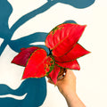 Aglaonema ‘Beautiful Red’ – Chinese Evergreen - Sprouts of Bristol