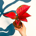 Aglaonema ‘Beautiful Red’ – Chinese Evergreen - Sprouts of Bristol