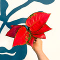 Aglaonema ‘Beautiful Red’ – Chinese Evergreen - Sprouts of Bristol