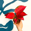 Aglaonema ‘Beautiful Red’ – Chinese Evergreen - Sprouts of Bristol