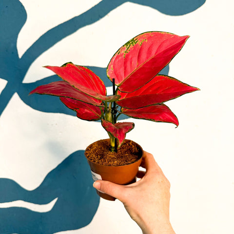 Aglaonema ‘Beautiful Red’ – Chinese Evergreen - Sprouts of Bristol