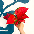 Aglaonema ‘Beautiful Red’ – Chinese Evergreen - Sprouts of Bristol