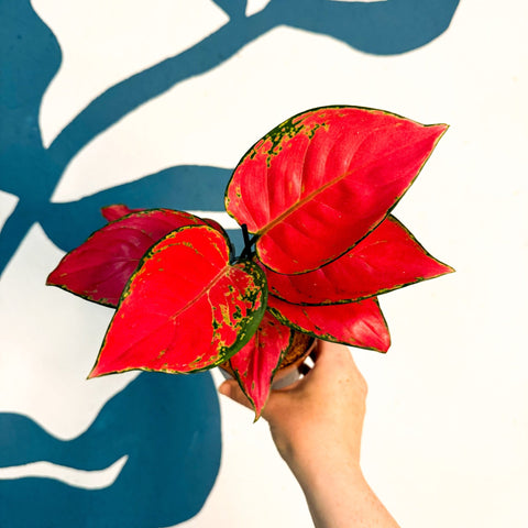 Aglaonema ‘Beautiful Red’ – Chinese Evergreen - Sprouts of Bristol