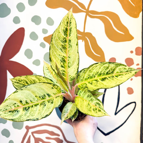 Aglaonema 'Chartreuse Pretty' - Chinese Evergreen - Sprouts of Bristol