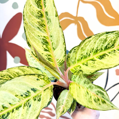 Aglaonema 'Chartreuse Pretty' - Chinese Evergreen - Sprouts of Bristol