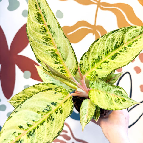 Aglaonema 'Chartreuse Pretty' - Chinese Evergreen - Sprouts of Bristol