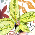 Aglaonema 'Chartreuse Pretty' - Chinese Evergreen - Sprouts of Bristol