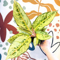 Aglaonema 'Chartreuse Pretty' - Chinese Evergreen - Sprouts of Bristol