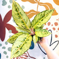 Aglaonema 'Chartreuse Pretty' - Chinese Evergreen - Sprouts of Bristol