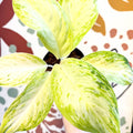 Aglaonema 'Citronelle' - Chinese Evergreen - Sprouts of Bristol