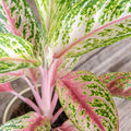 Aglaonema 'Coco Melon' - Chinese Evergreen - Sprouts of Bristol