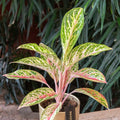 Aglaonema 'Coco Melon' - Chinese Evergreen - Sprouts of Bristol