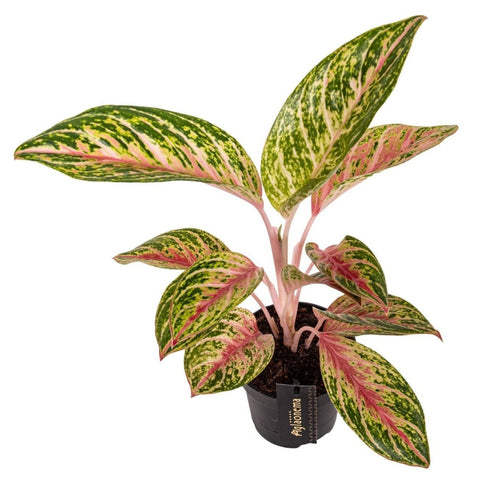 Aglaonema 'Coco Melon' - Chinese Evergreen - Sprouts of Bristol