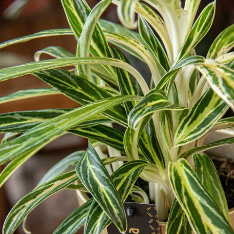aglaonema zebra feathers Aglaonema commutatum 'Zebra Feathers'