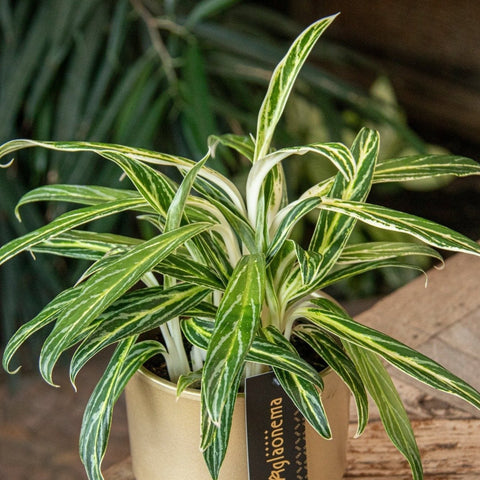 Aglaonema commutatum 'Zebra Feathers' - Chinese Evergreen - Sprouts of Bristol