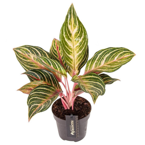 Aglaonema 'Dreamcatcher' - Chinese Evergreen - Sprouts of Bristol