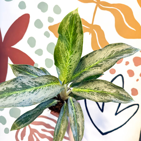 Aglaonema 'Emerald Stone' - Chinese Evergreen - Sprouts of Bristol