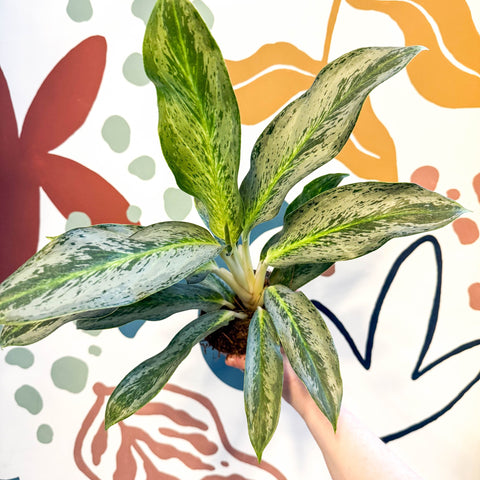 Aglaonema 'Emerald Stone' - Chinese Evergreen - Sprouts of Bristol