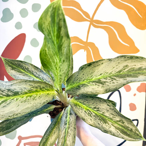 Aglaonema 'Emerald Stone' - Chinese Evergreen - Sprouts of Bristol