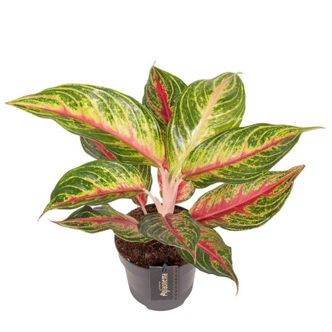 Aglaonema 'Eyecatcher Red' - Chinese Evergreen - Sprouts of Bristol