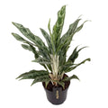 Aglaonema ‘Greyhound' - Chinese Evergreen - Sprouts of Bristol