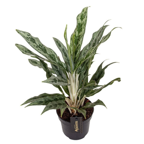 Aglaonema ‘Greyhound' - Chinese Evergreen - Sprouts of Bristol