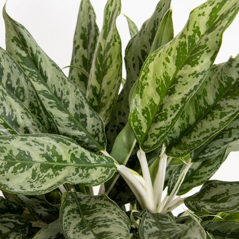 aglaonema greyhound Aglaonema 'Greyhound'