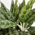 Aglaonema ‘Greyhound' - Chinese Evergreen - Sprouts of Bristol