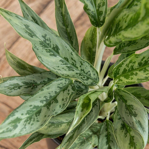 Aglaonema ‘Greyhound' - Chinese Evergreen - Sprouts of Bristol