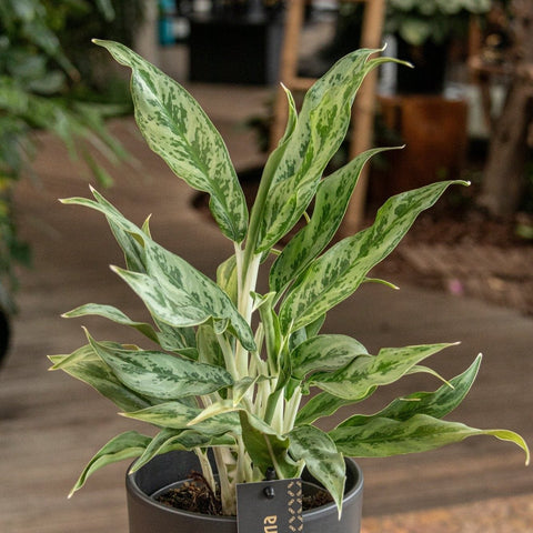 aglaonema greyhound Aglaonema 'Greyhound'