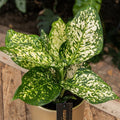 Aglaonema ‘Ivory Jade' - Chinese Evergreen - Sprouts of Bristol