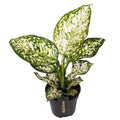 Aglaonema ‘Ivory Jade' - Chinese Evergreen - Sprouts of Bristol