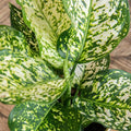 Aglaonema ‘Ivory Jade' - Chinese Evergreen - Sprouts of Bristol