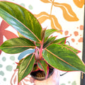 Aglaonema 'Jungle Red' - Chinese Evergreen - Sprouts of Bristol